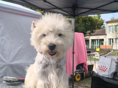 Étalon West Highland White Terrier - V.i.p of White Thistle