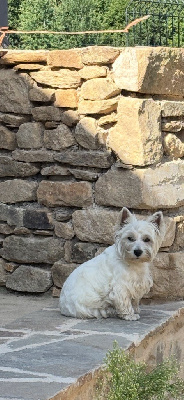 Étalon West Highland White Terrier - Talya (Sans Affixe)