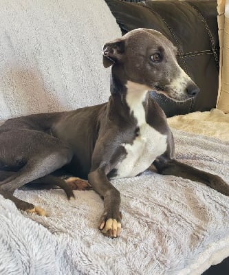 Étalon Whippet - Shana Du Frison Impérial