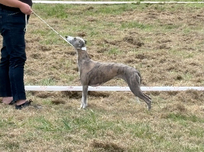 Étalon Whippet - Reflet d?étoile d'une histoire sans fin