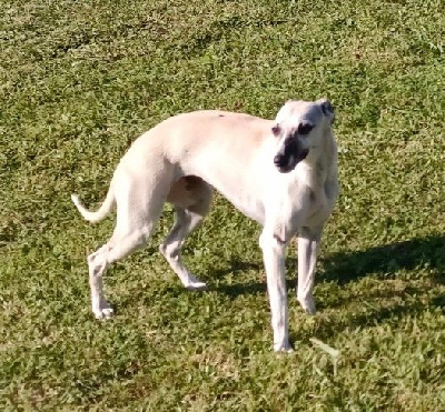 Étalon Whippet - V'my pretty darling des Jardins de Persephone
