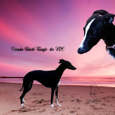 Étalon Whippet - Vanda black magic Du Vieux Donjon De La Cabotiere