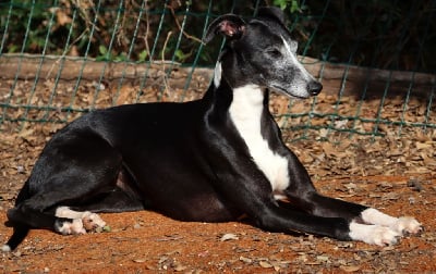 Étalon Whippet - Savannah's Dream The girl is mine dite mimi