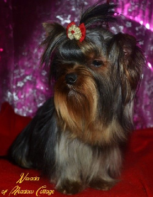 Étalon Yorkshire Terrier - Nevada of Meadow Cottage