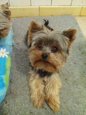Étalon Yorkshire Terrier - Hornet De la combe des essarts