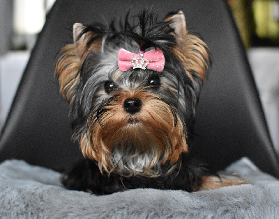 Étalon Yorkshire Terrier - Astra bella angel's light