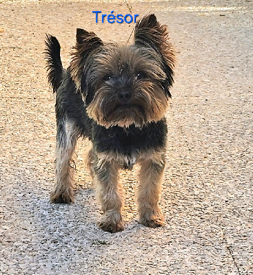 Étalon Yorkshire Terrier - Tresor Du Clos Des Dalhia