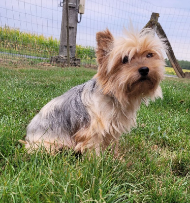 Étalon Yorkshire Terrier - Siska Des marais de courmont