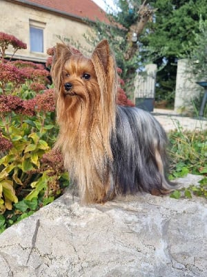 Étalon Yorkshire Terrier - Sunny day Du Petit Pelerin