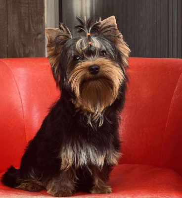 Étalon Yorkshire Terrier - Arthur it's me Du Mas Des Yorkies Love