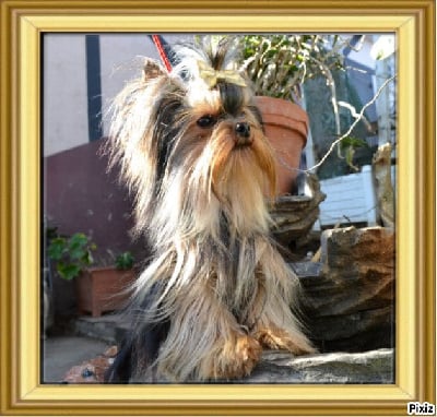 Étalon Yorkshire Terrier - French touch Harry potter