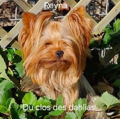Étalon Yorkshire Terrier - Reyna blue lover Du Clos Des Dalhia