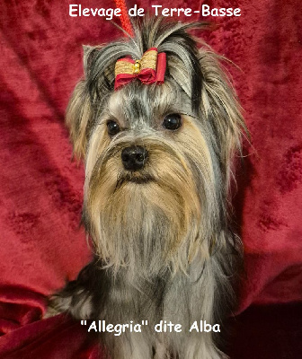 Allegria (dite alba) de terre basse