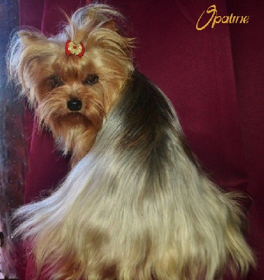 Étalon Yorkshire Terrier - Opaline of Meadow Cottage
