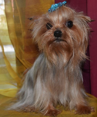 Étalon Yorkshire Terrier - Sephora of Meadow Cottage