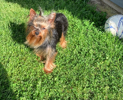 Étalon Yorkshire Terrier - Ultimat du clos des faurilles