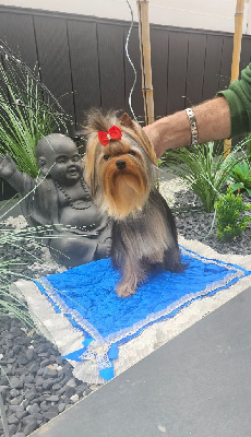 Étalon Yorkshire Terrier - Big boy of boxxemia gold