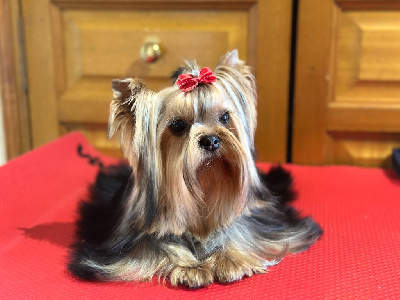 Étalon Yorkshire Terrier - Vaîana du manoir de la corbie