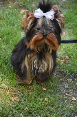 Étalon Yorkshire Terrier - Victor du Boudha d'or