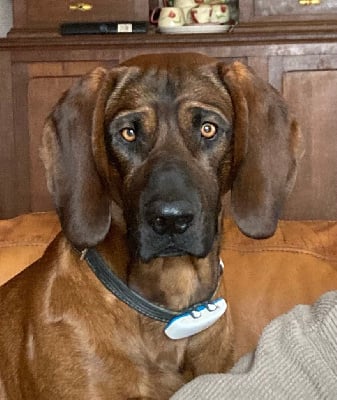 Étalon chien de Rouge de Hanovre - Tsar du marais de lorian