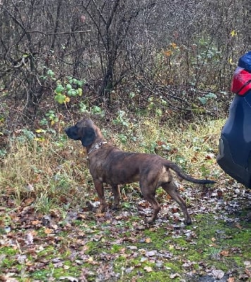 Étalon chien de Rouge de Hanovre - Dora ze sfory ta-dzika
