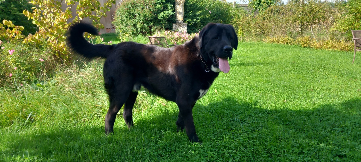 Publication : Des Preux De Saint-lieu 