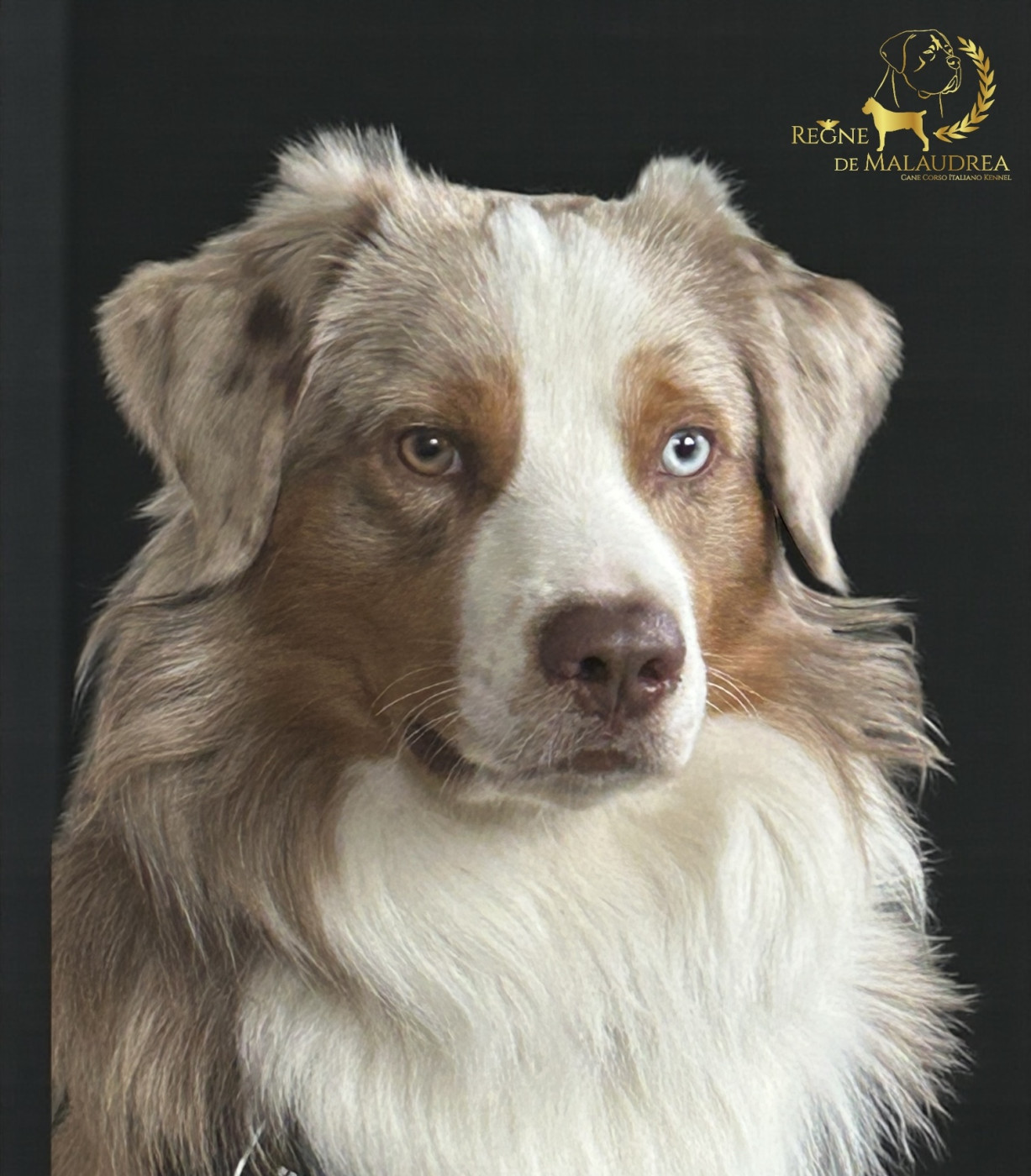 Publication : Du Règne De Malaudrea Auteur : Règne de malaudrea