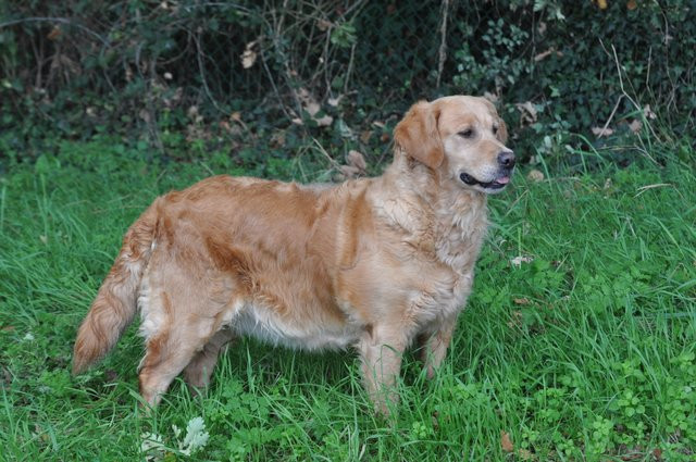 Publication : des jardins de montet Auteur : L.F. Ribeiro