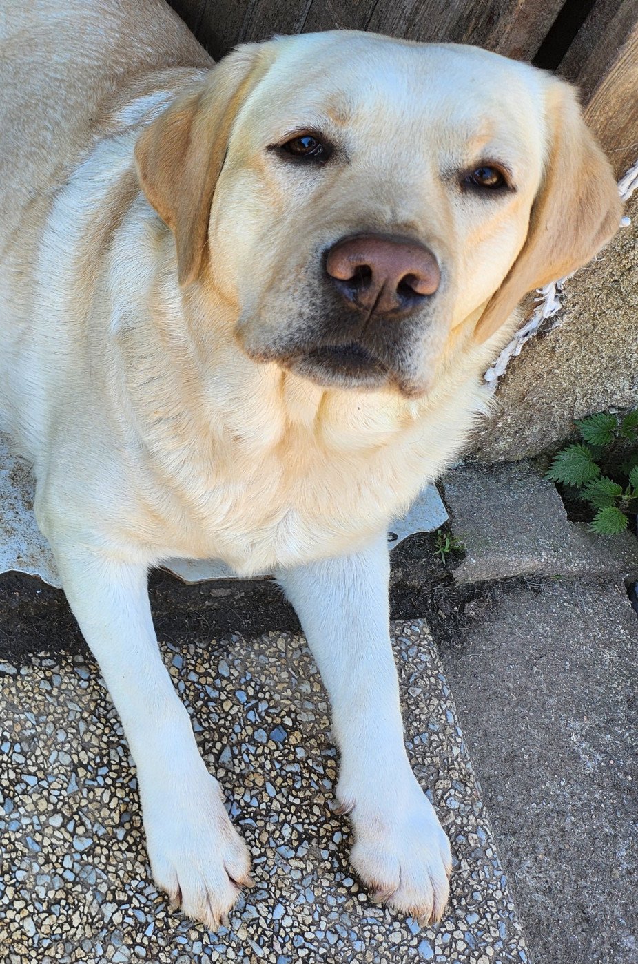 Publication : D'Altesse Et Ses Retrievers