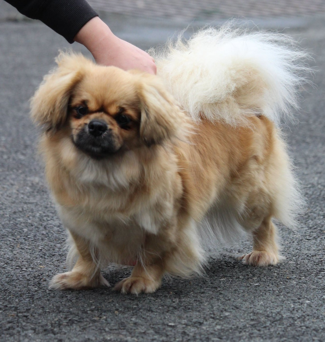 Publication : Les Petites Truffes De Dalye Auteur : Chaumont virginie