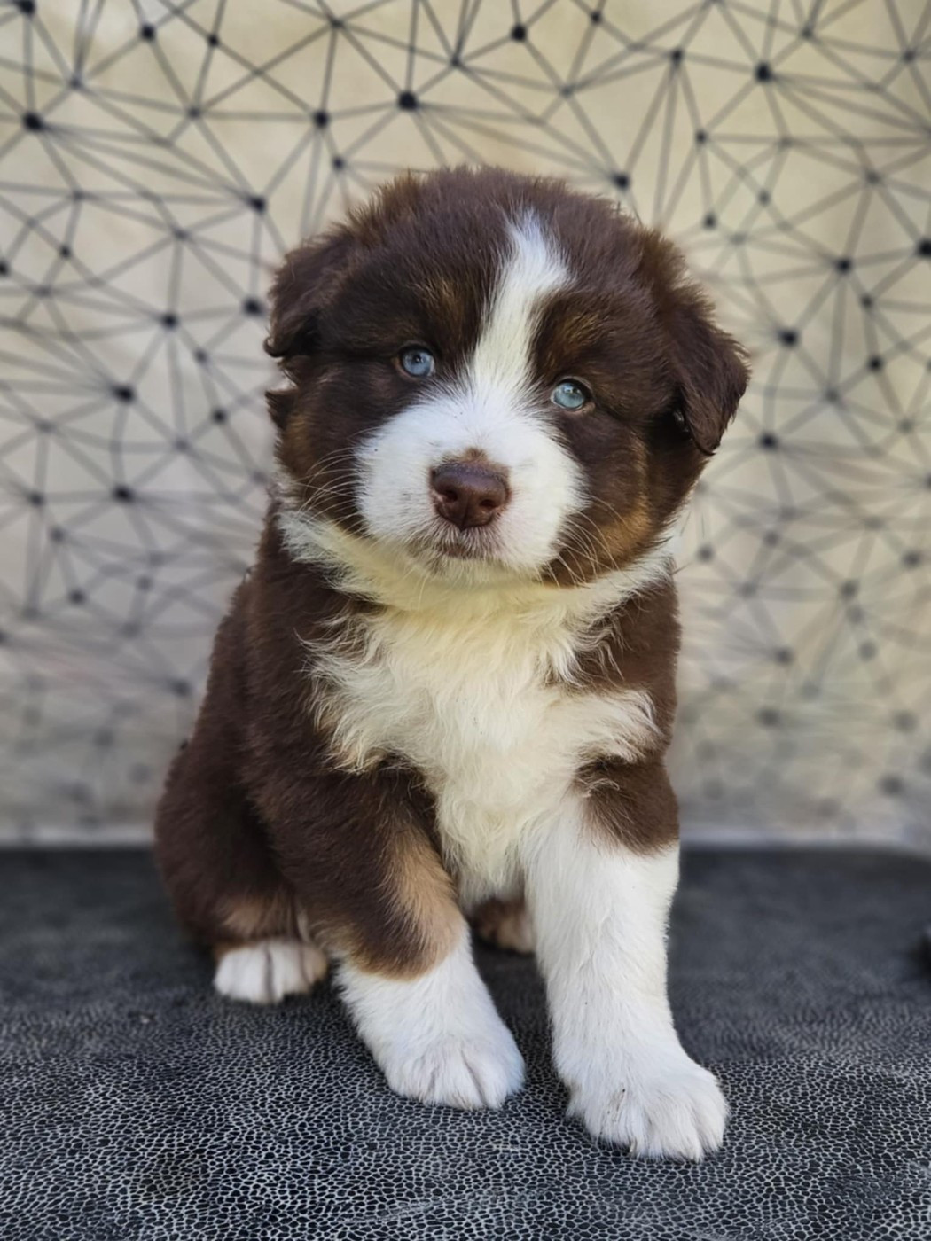 Publication : De La Vallée D'Asgard Auteur : CELINE TRENTIN