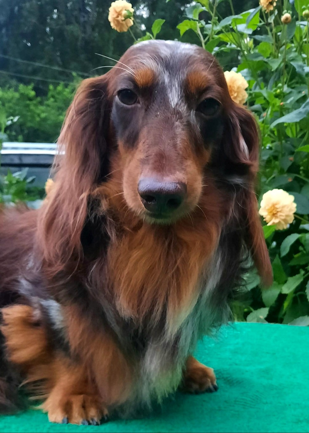 CH. velsi vim Lollipop