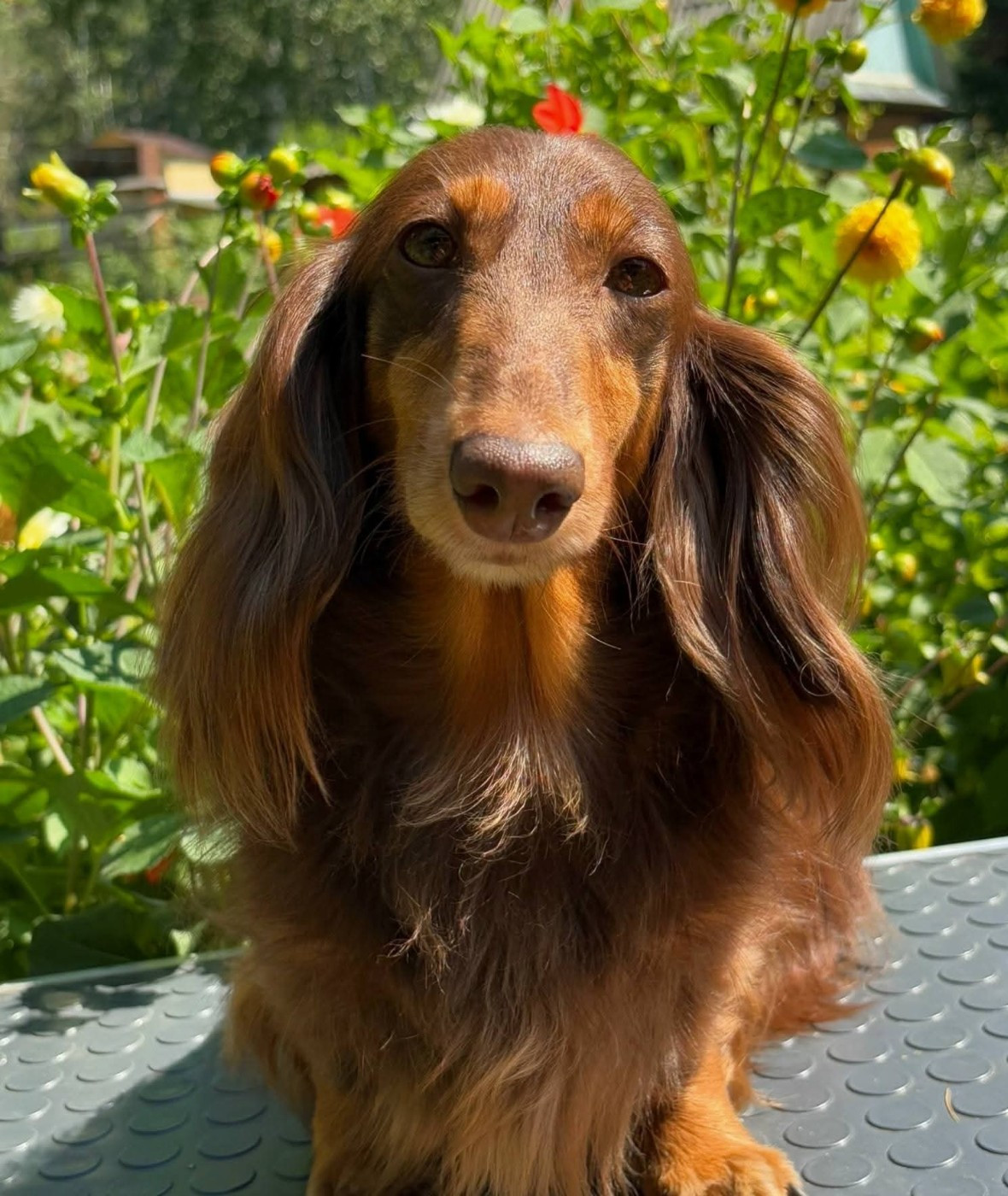 CH. kinchville Adriana Medina