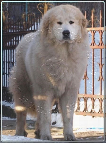 CH. pyristamo Bellflower