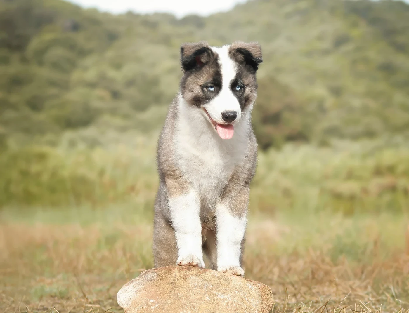 Publication : Des Echos Du Musher