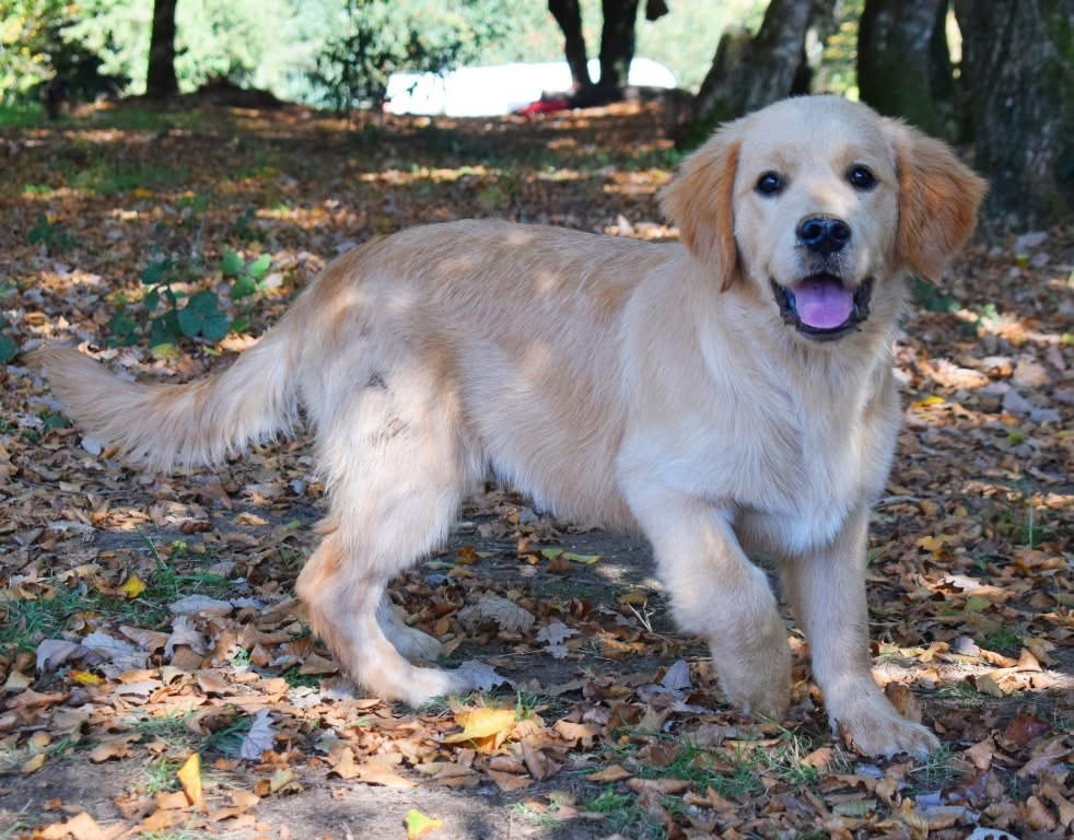 Publication : Des Terres Sacrées D'aurus 