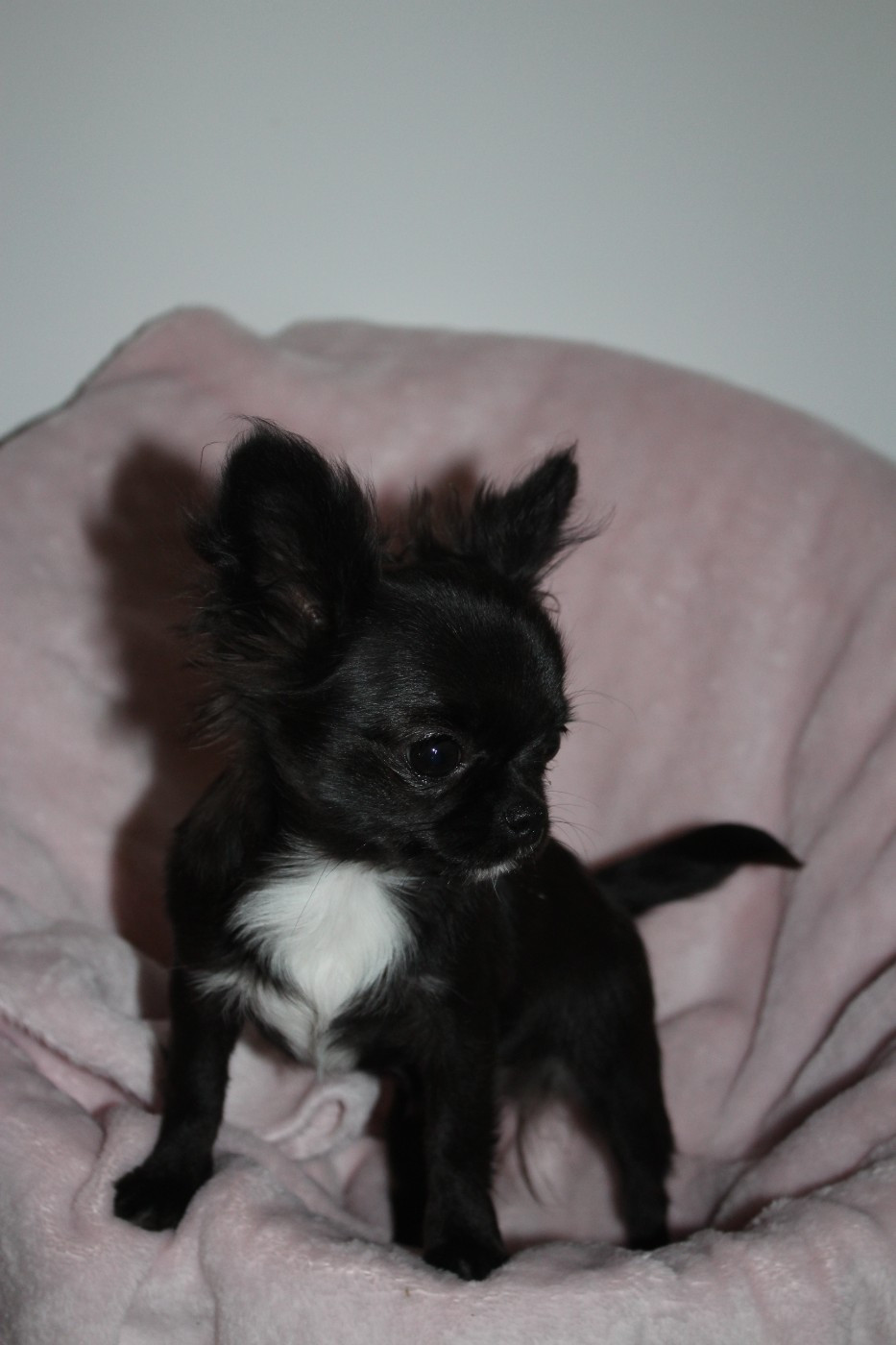 Publication : des Terres de la Faisanderie Auteur : Laurenne PROD'HON