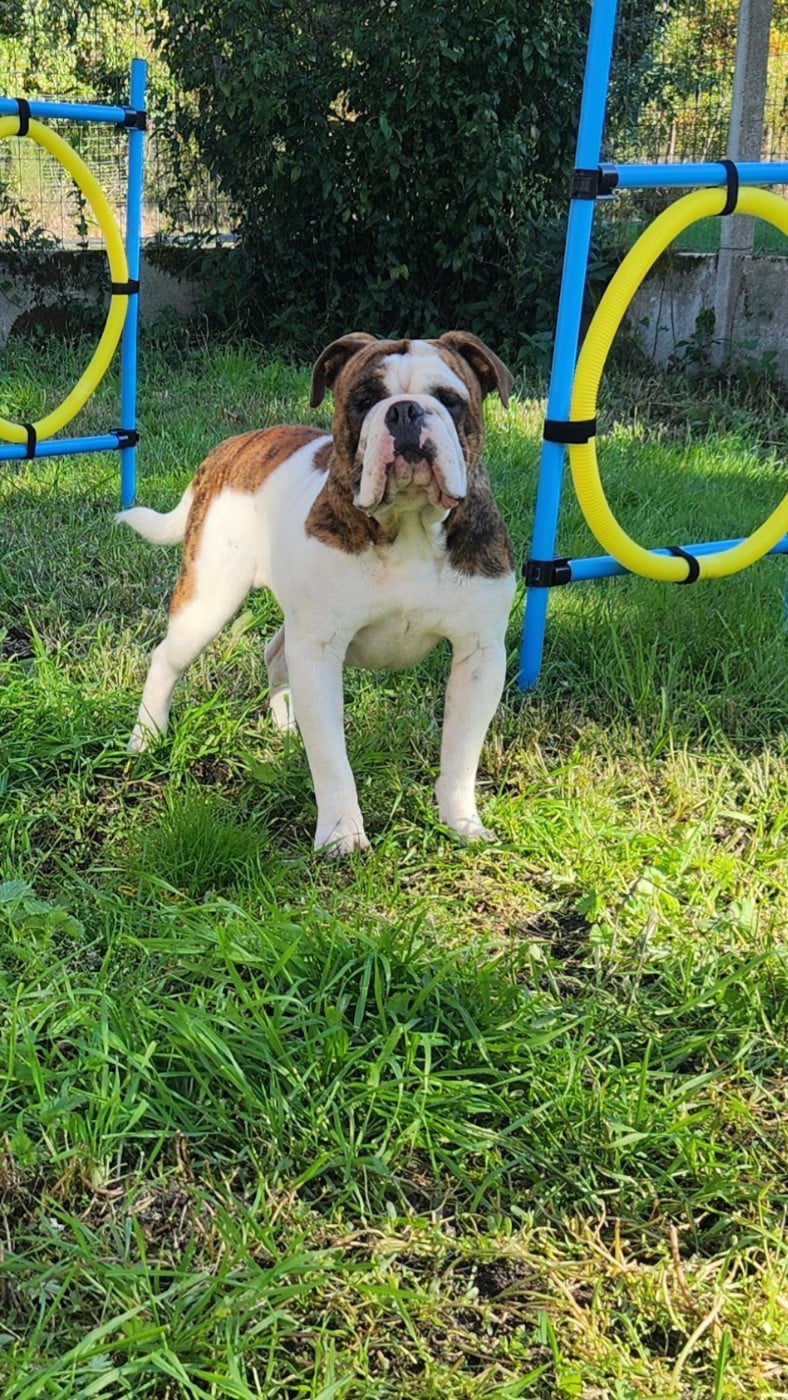 Publication : Aurely's Dogs Auteur : Earl élevage Aurely's Dogs