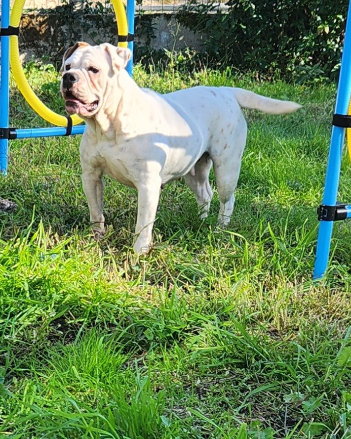 Publication : Aurely's Dogs Auteur : Earl élevage Aurely's Dogs