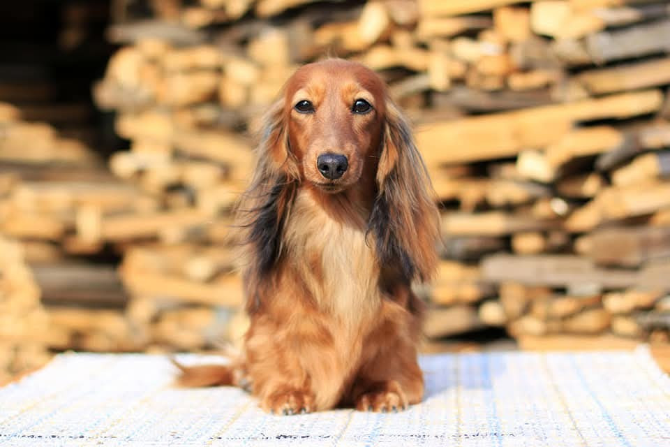 CH. lekoll bobbi sharm Almeria