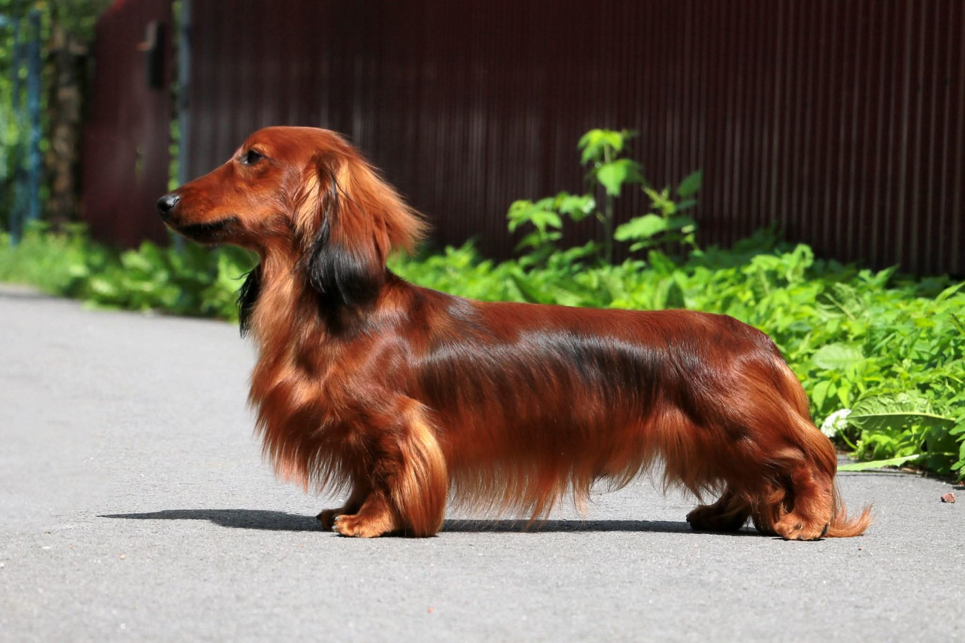 CH. lekoll bobbi sharm Cardinal