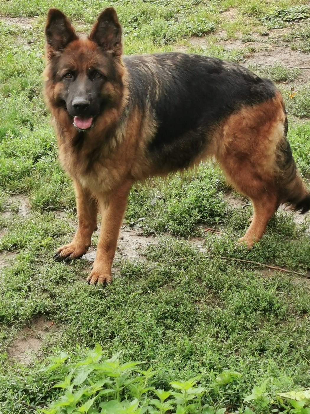 Nael Du Val De Louvanda