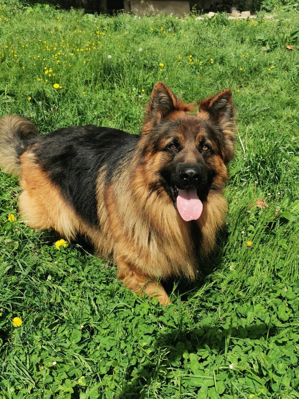 Olblak du chemin des cinq rivieres