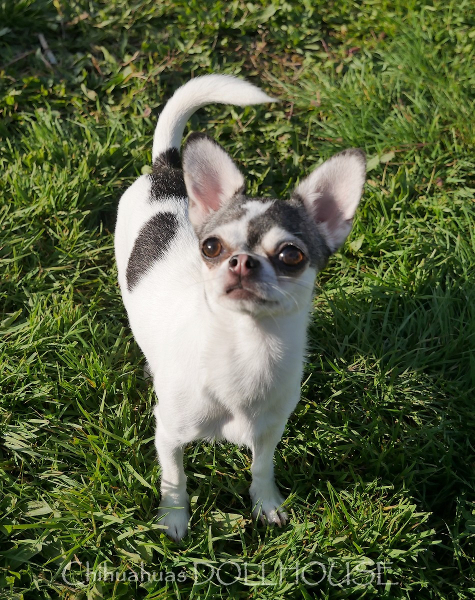 Publication : Dollhouse Auteur : Elevage DOLLHOUSE