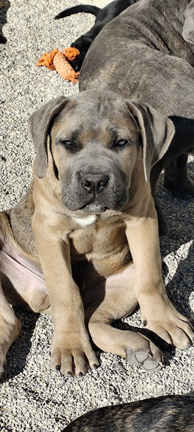 Publication : des Légendes de Goliath