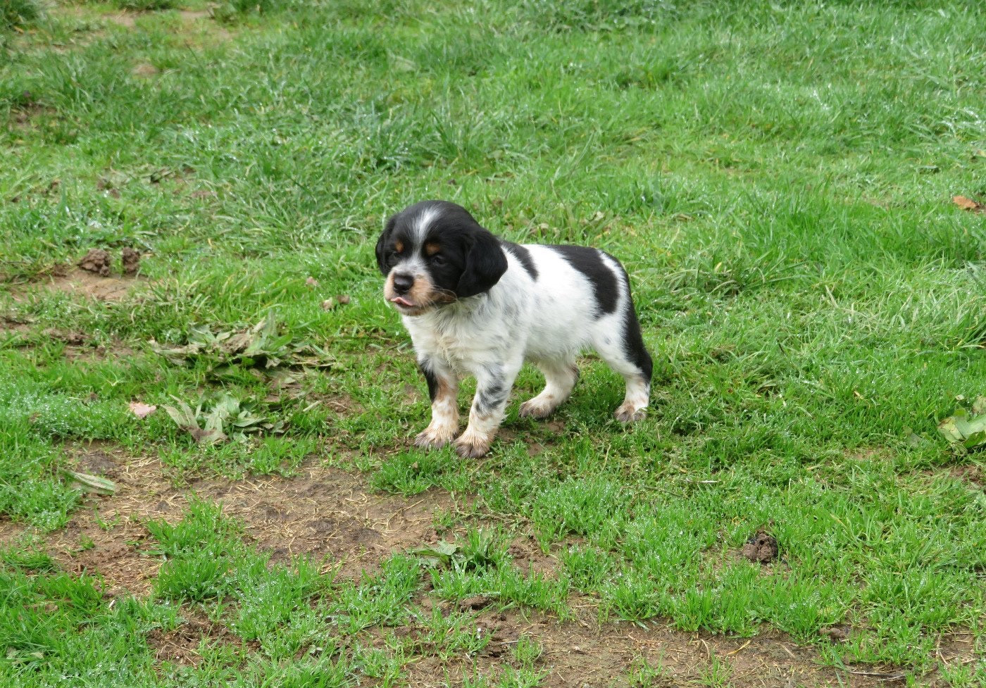Publication : Des Gardiens Noir Des Sous Bois 
