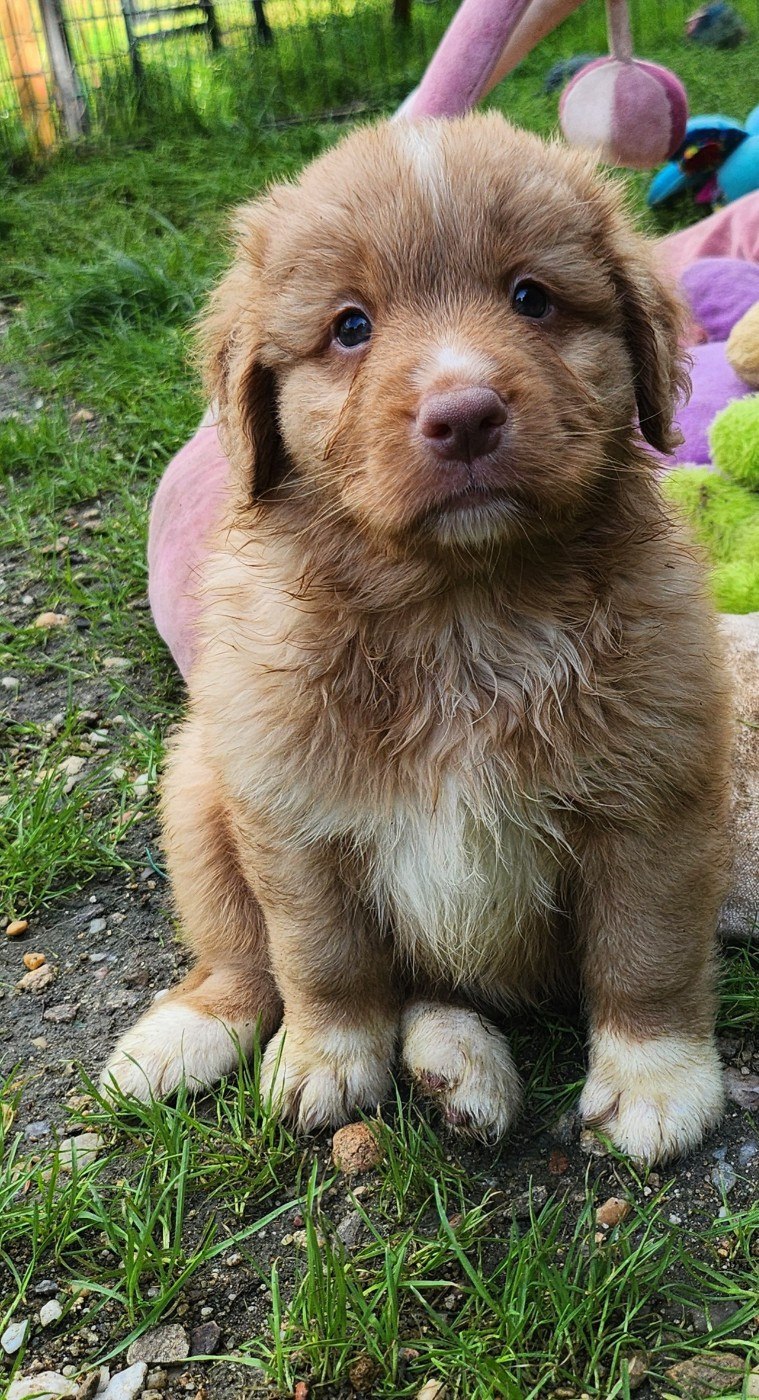 Publication : D'Altesse Et Ses Retrievers 