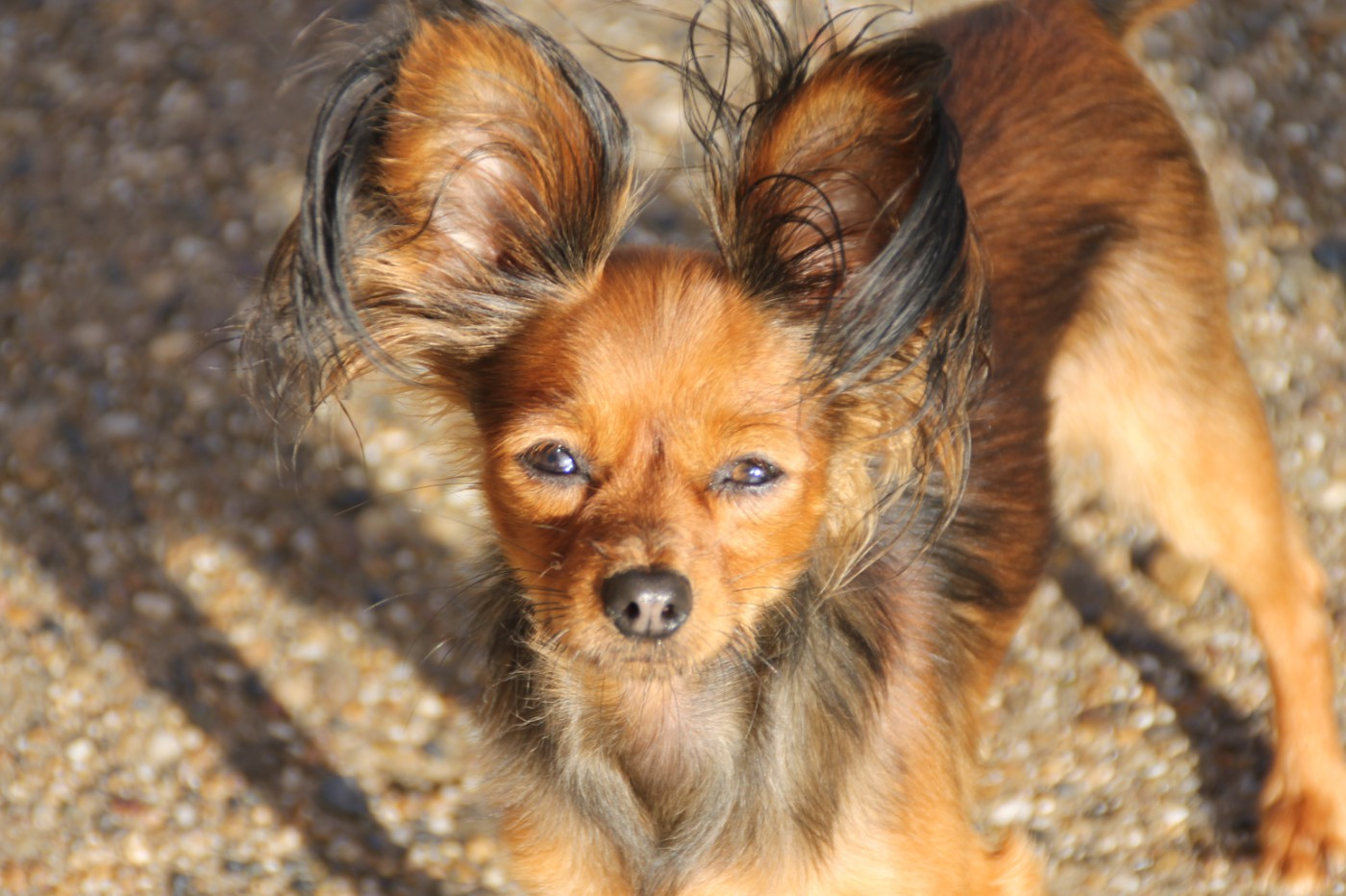 Publication : Divine Manoune Auteur : Divine Manoune