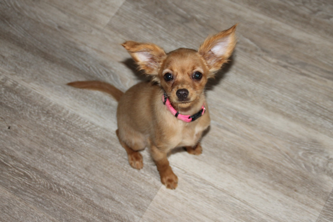 Publication : Divine Manoune 