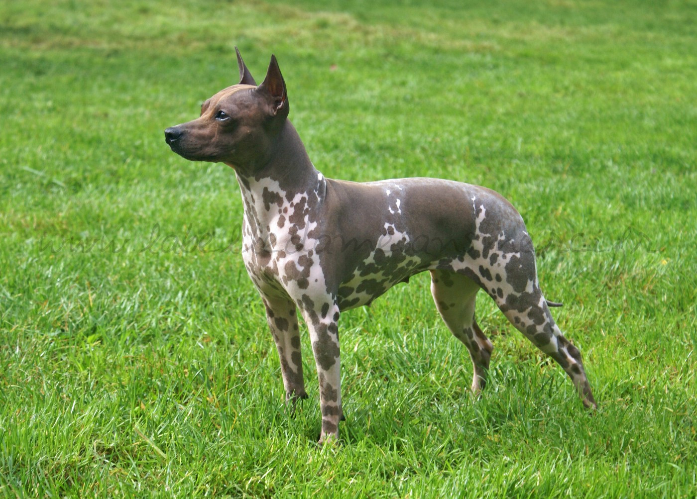 Publication : de la Belle Dame Sans Merci Auteur : Christine FOUACHE